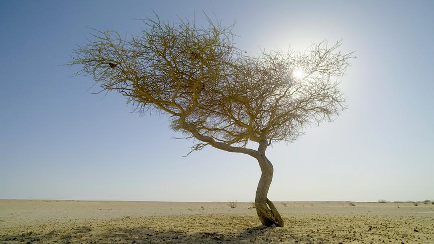 Geschwungener Baum in der Wüste, die Sonne scheint hell durch die Zweige
