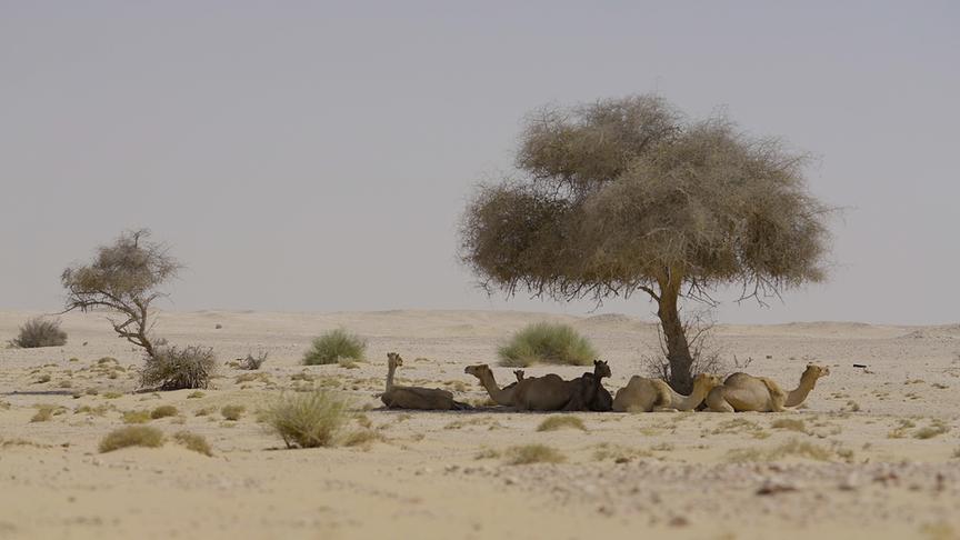 Mehrere Kamele im Schatten unter einem Baum in sandiger Umgebung liegend