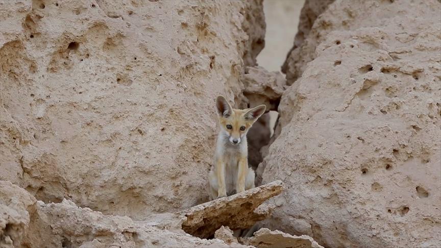 Beiger Fuchs mit großen Ohren zwischen Felsen