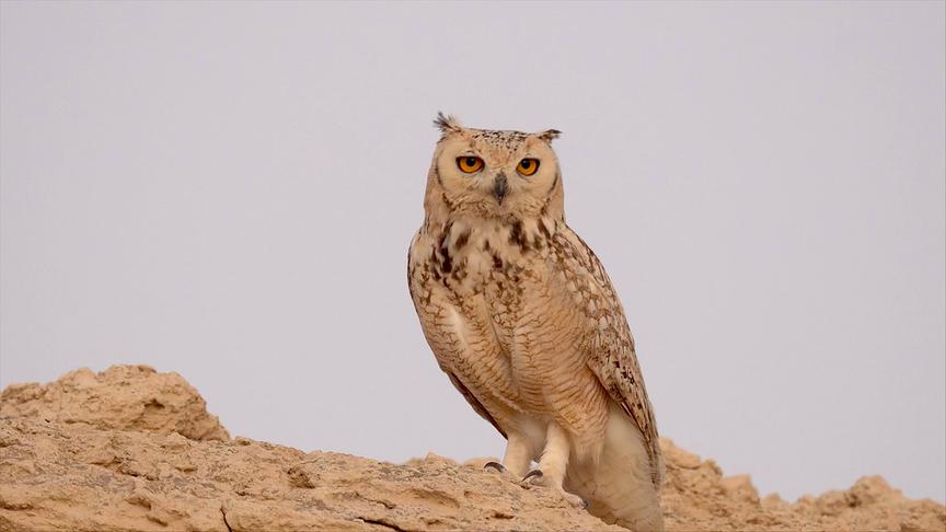 Braun gefleckte Eule mit orangen Augen
