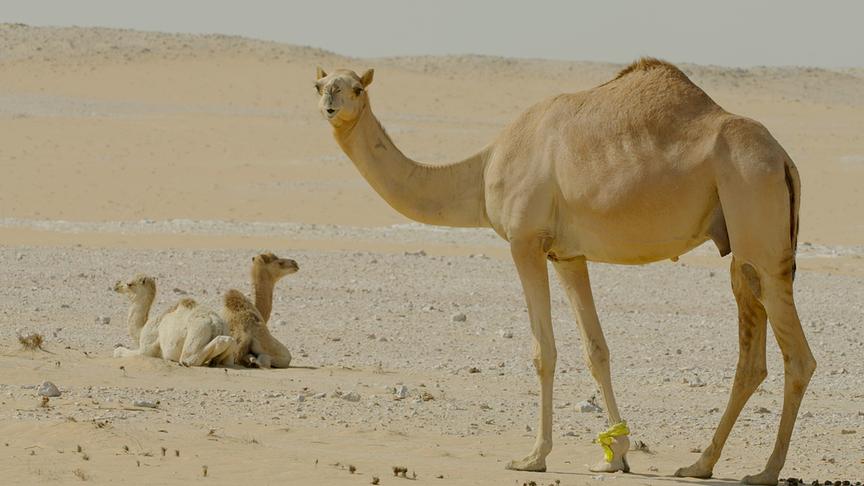 Ein stehendes Kamel und zwei liegende Kamele in der Wüste