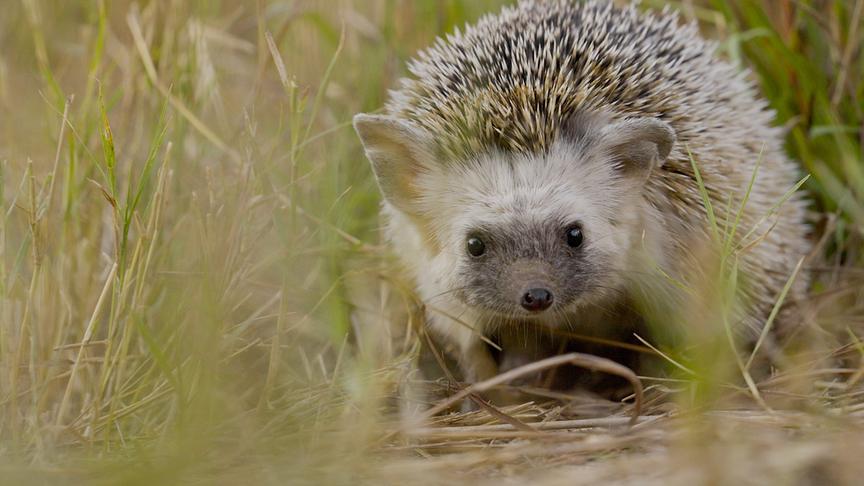 Igel mit langen, spitzen Ohren im hohen Gras
