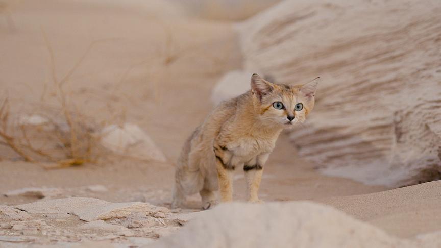 Helle Sandkatze geduckt und mit wachsamem Blick 