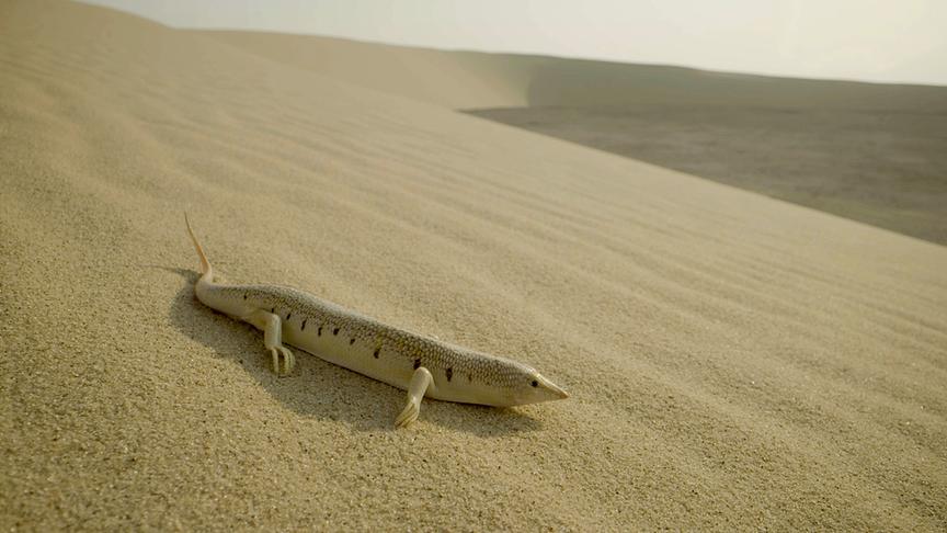 Echsenähnliches, längliches Tier auf einer Düne