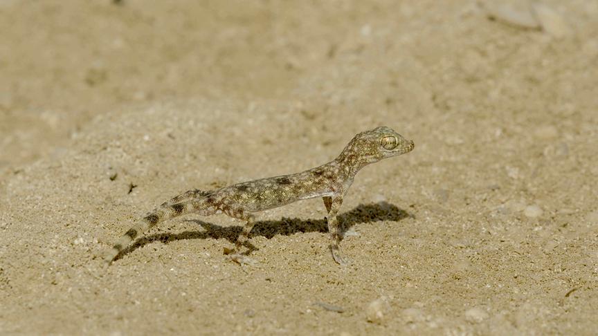 Braun gefleckter Gecko im Sand