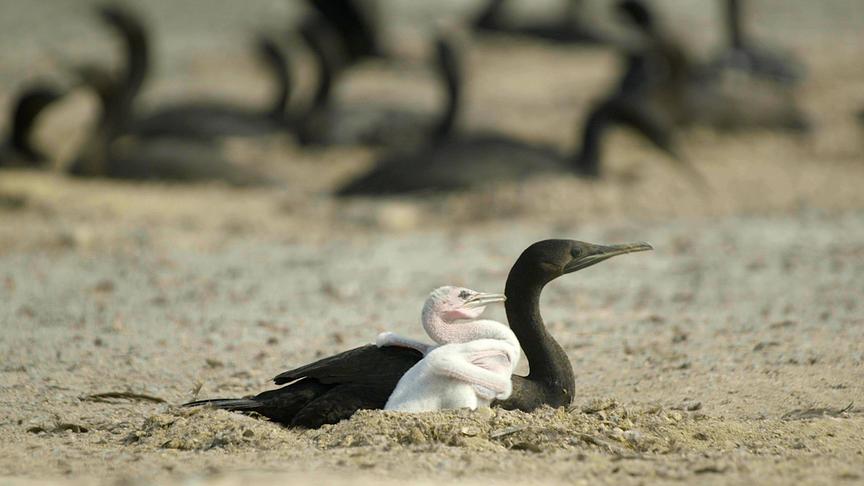 Schwarzer Vogel mit weißem Küken auf sandigem Boden liegend