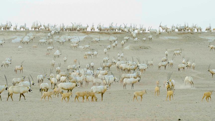 Eine Herde heller Antilopen mit langen, geraden Hörnen in der Wüste, im Vordergrund mehrere Antilopenjunge