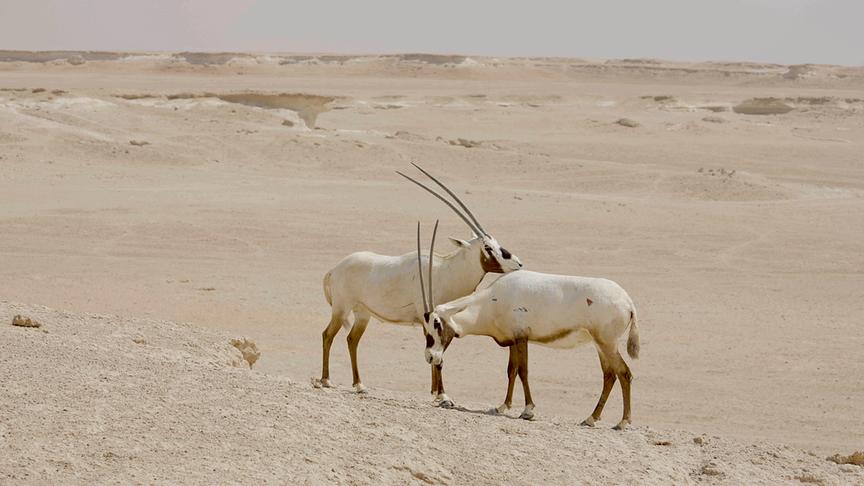 Zwei helle Antilopen mit langen, geraden Hörnern in der Wüste