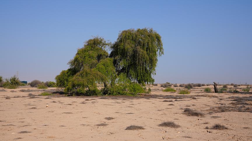 Baum mit hängenden Ästen auf sandigem Untergrund