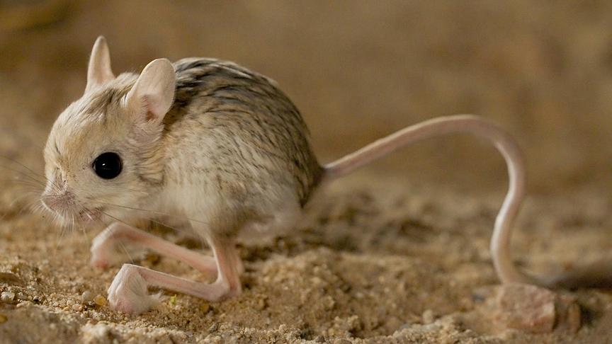 Nahaufnahme Wüstenspringmaus im Sand