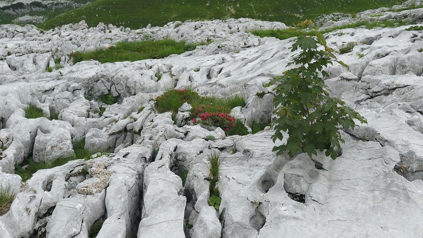 Ein zerklüftetes Karstgebiet mit hellgrauen Kalkfelsen, tiefen Gesteinsspalten und spärlicher Vegetation, darunter ein kleiner grüner Baum und rote Alpenblumen.