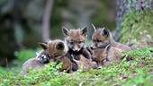 © Foto: ORF/Interspot/Franz Hafner Fünf Jungfüchse eng aneinander gekuschelt auf dem Waldboden liegend.