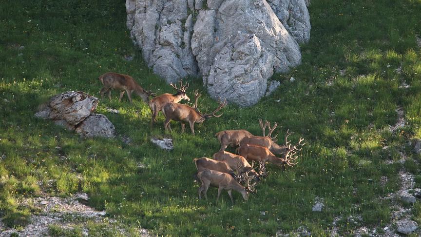 Eine Hirschherde grast am Fuße eines großen steinigen Felsbrockens.
