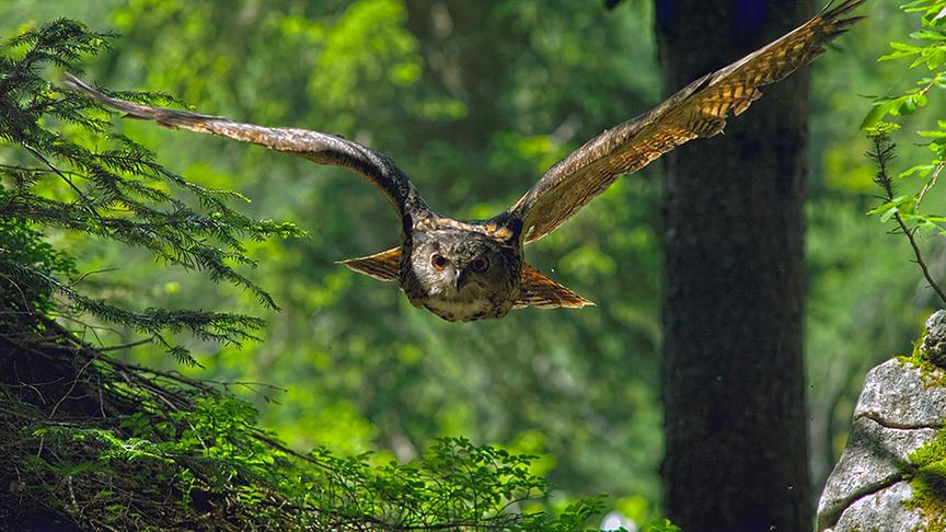 Ein Uhu im Flug durch den grünen Wald.