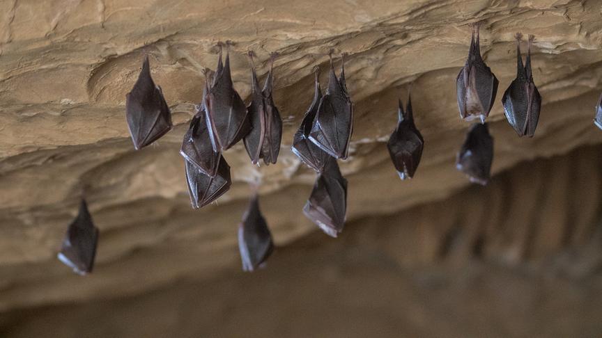 Fledermäuse hängen eingewickelt in ihre Flügel von einer Felsendecke.