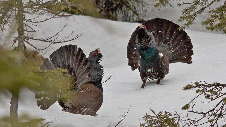 Zwei sich gegenüberstehende Auerhähne mit aufgespreiztem Federkranz im verschneiten Wald.