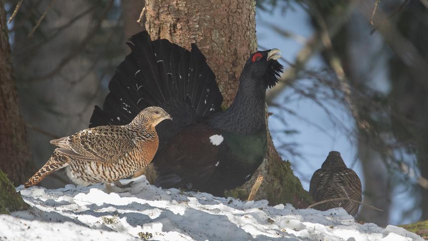 Ein großer dunkler Auerhahn und zwei braun-gestreifte Hennen im verschneiten Wald.