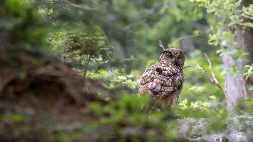 Ein braun gefleckter Uhu auf einem Stein sitzend und durch Blätter und Äste hindurch fotografiert.