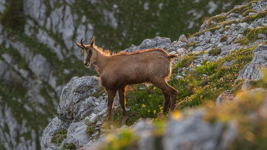 Eine Gams steht an einem steilen Abgang nahe einer Klippe und wird von hinten durch warm-leuchtende Sonnenstrahlen erleuchtet.