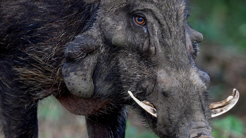 Nahaufnahme eines Pustelschweins mit langen Hauern.