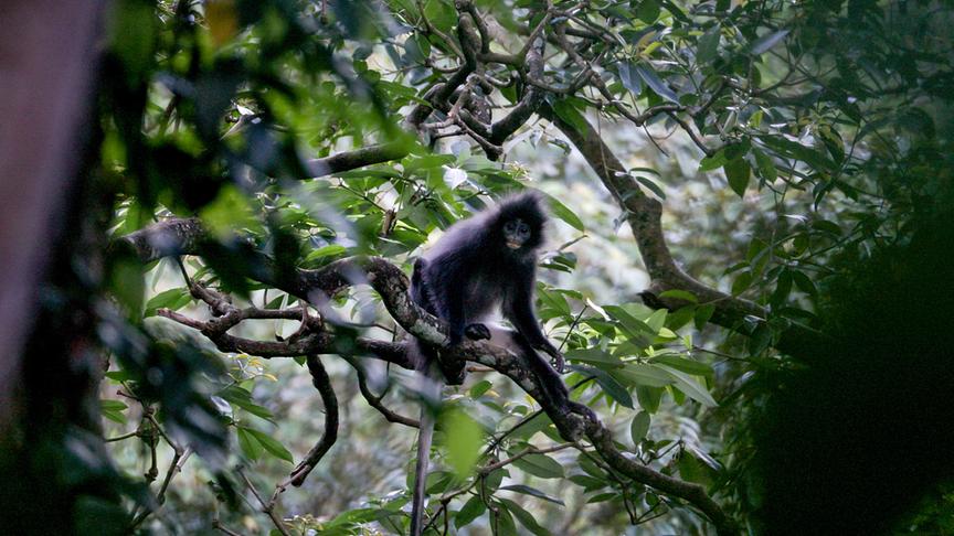 Affe auf einem Ast umgeben von vielen grünen Blättern sitzend.