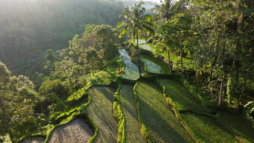 Grüne Reisfelder in Terrassenform umgeben von Regenwald.