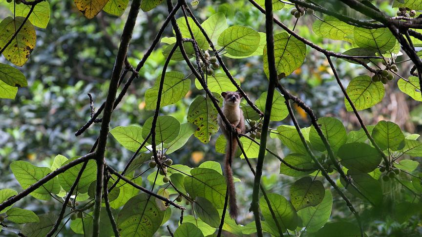 Schleichkatze auf einem Ast umgeben von grünem Blätterdach sitzend.