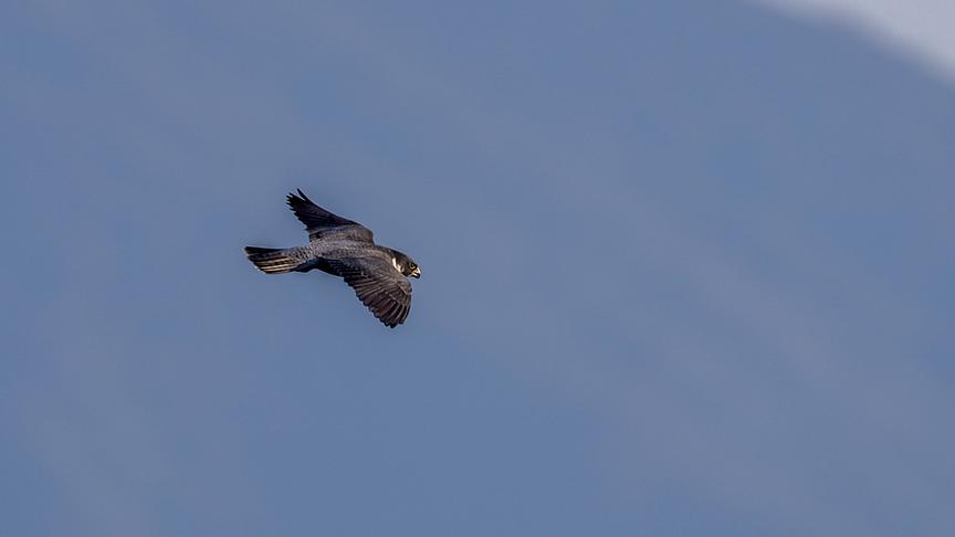 Wanderfalke im Flug.