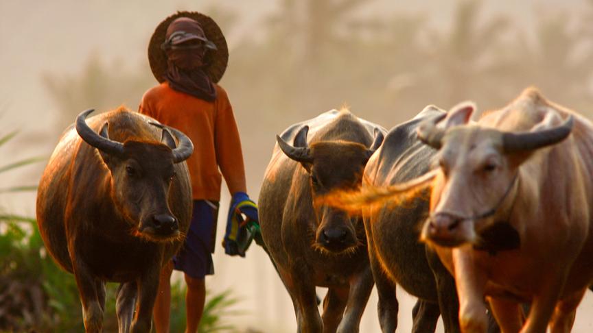 Eine Person treibt vier Büffel vor sich her.