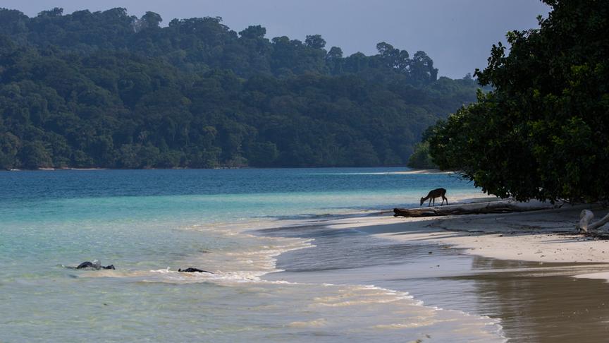 Ein Hirsch am Strand mit türkisem Wasser und dichter Bewaldung. 