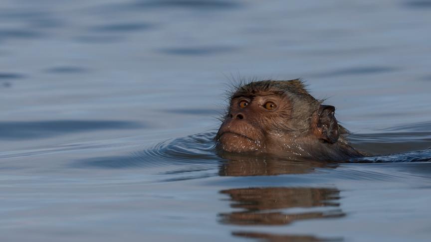 Affe in einem Gewässer schwimmend, nur der Kopf ragt aus dem Wasser empor.