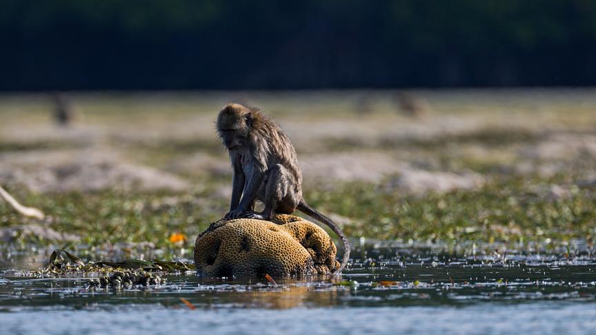 Affe auf einer freiliegenden Koralle umgeben von Wasser sitzend.