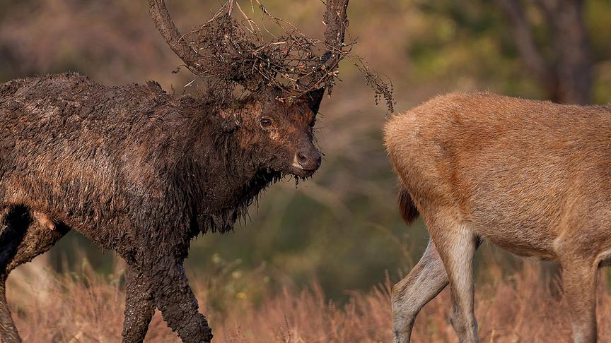 Stark verdreckter Hirsch mit Ästen im Geweih hängend.
