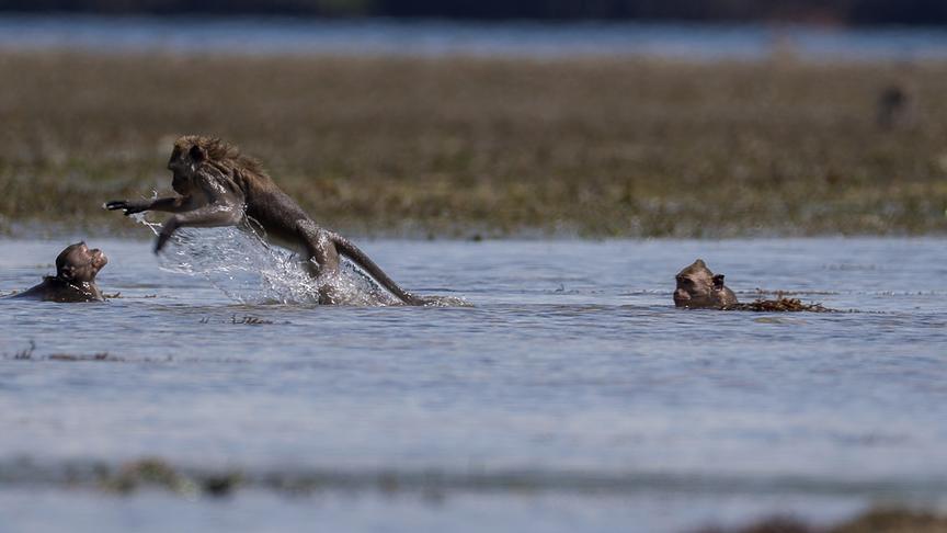 Drei Affen in einem Gewässer badend. Ein Affe springt auf einen anderen zu.