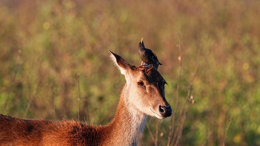 Star auf dem Kopf eines Rehs sitzend.