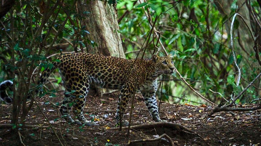 Leopard in dichtbewachsenem Regenwald.