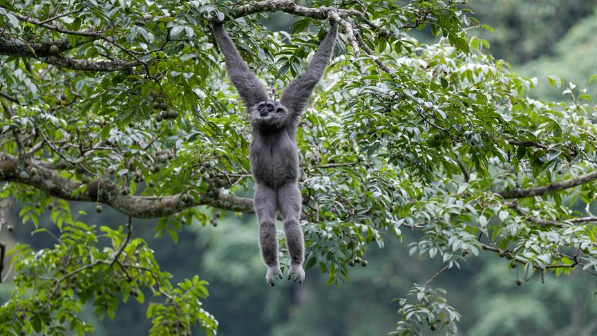Affe hängt mit ausgestreckten Armen von einem Ast.