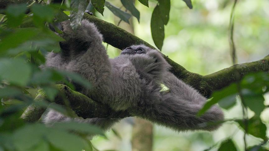 Affe ruht sich auf einem Ast aus.