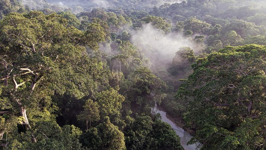 Dichter Regenwald mit Nebel.