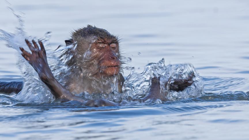 Affe beim Baden im Wasser.