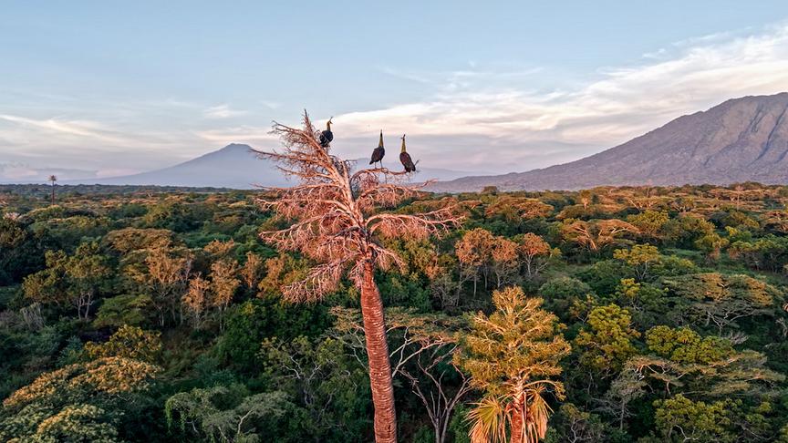 Drei Vögel einer Baumkrone hoch über dem restlichen Wald. Im Hintergrund Berge.
