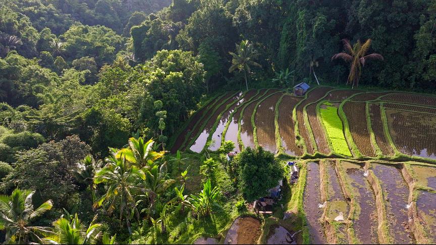 Überflutete Reisterrassen umgeben von Dschungel.