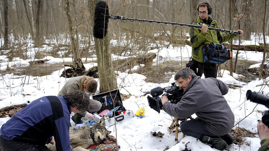 Ein Kamerateam rund um einen sedierten, am Boden liegenden Wolf