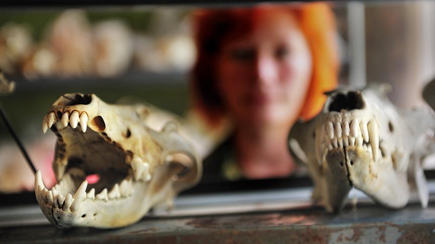 Zwei Tierskelettschädel im Vordergrund, im Hintergrund verschwommen eine Frau mit roten Haaren