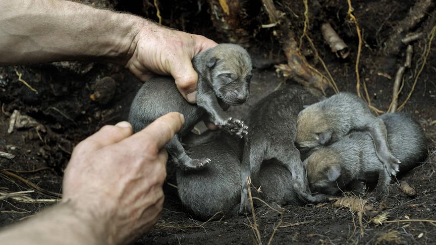 Mehrere Wolfsbabies, eines davon wird von einer Hand gehalten