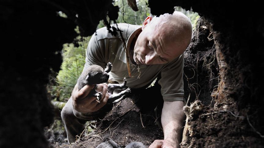 Mann hält eines von mehreren Wolfbabies in der Hand und begutachtet es