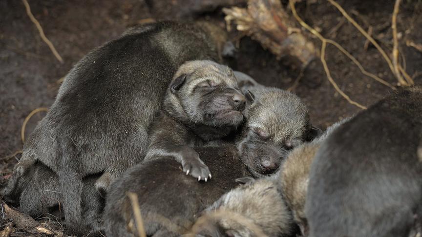 Mehrere Wolfsbabies mit noch geschlossenen Augen in einem Bau