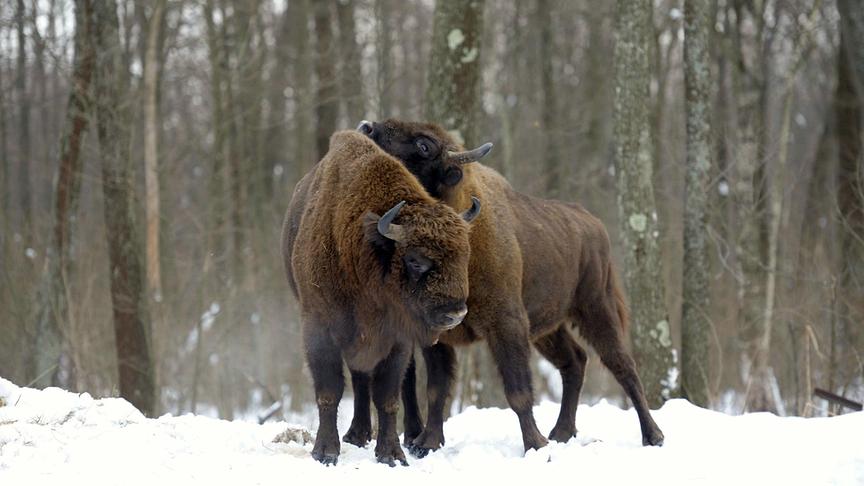 Zwei Bisons dicht nebeneinander im verschneiten Wald