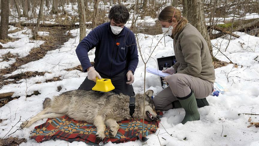 Zwei Personen neben einem sedierten, am Boden liegenden Wolf
