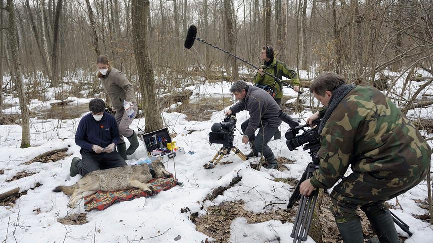 Kamerateam rund um einen sedierten, am Boden liegenden Wolf